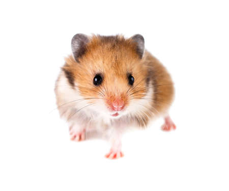 Hamster on a white background.の写真素材