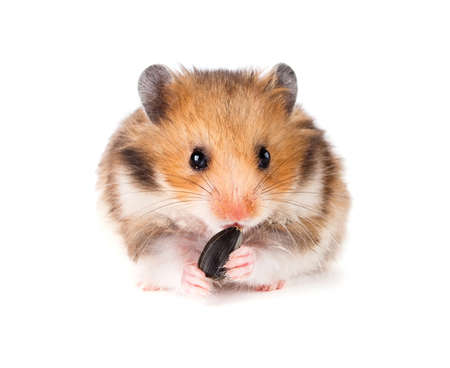 Hamster on a white background.の写真素材