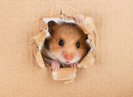 Little hamster looking up in cardboard side torn holeの写真素材