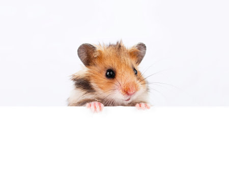 Little hamster hanging its paws over a white bannerの写真素材