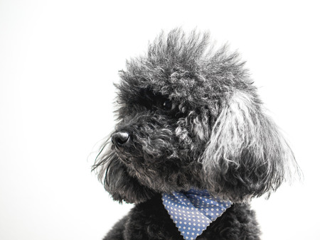 Black dogの写真素材