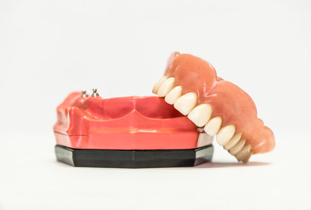 Dental phantom, dentures isolated on white background, dental implants