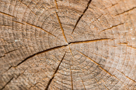 Texture of tree stumpの写真素材