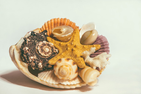 Starfish, seashells and stones isolated on white backgroundの写真素材