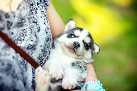 Little prety husky puppy outdoor in womans handsの写真素材