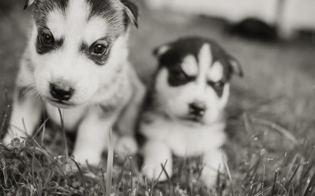 Pretty little husky puppies outdoor in the garden