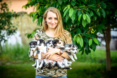 Little prety husky puppy outdoor in womans handsの写真素材