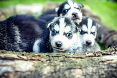 Little prety husky puppies outdoor in the grdenの写真素材