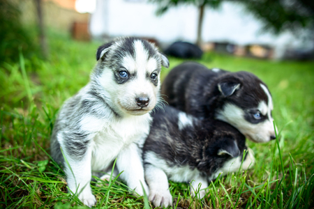 Pretty little husky puppies outdoor in the gardenの写真素材
