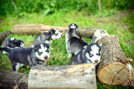 Little prety husky puppies outdoor in the grdenの写真素材