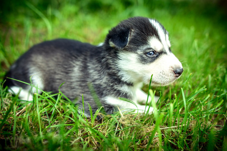 Little prety husky puppy outdoor in the grdenの写真素材