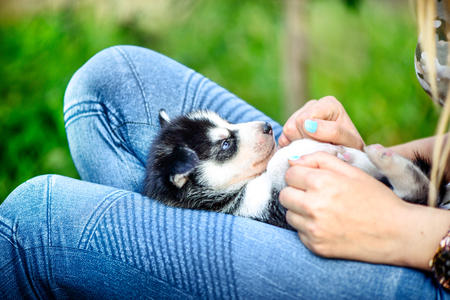 Little prety husky puppy outdoor in womans handsの写真素材