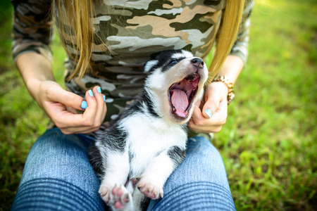 Little prety husky puppy outdoor in womans handsの写真素材