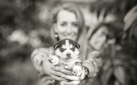Little prety husky puppy outdoor in womans handsの写真素材