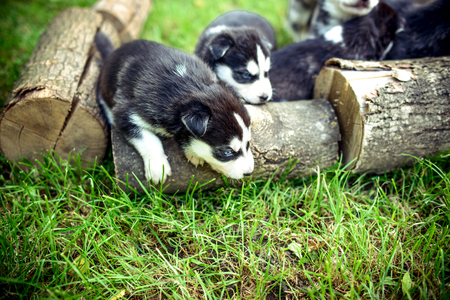 Little prety husky puppies outdoor in the grdenの写真素材