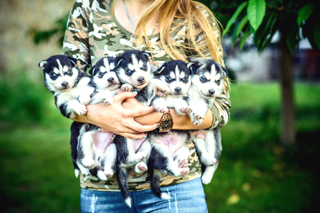 Little prety husky puppy outdoor in womans handsの写真素材
