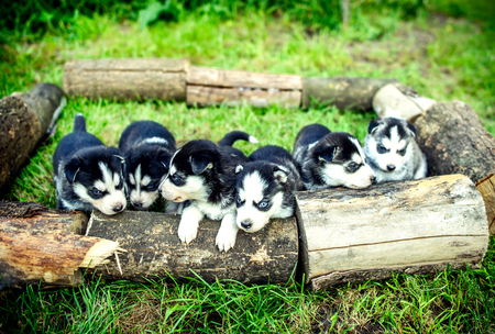 Little prety husky puppies outdoor in the grdenの写真素材
