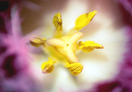 Beautiful purple flower with yellow pollens inside, closeup, macro shotの写真素材