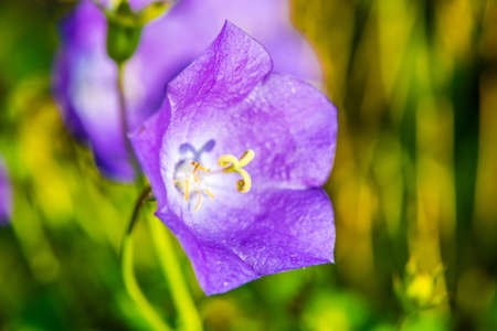 Macro shotの写真素材