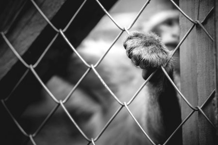 Lonely monkey sitting in the cage at zoo