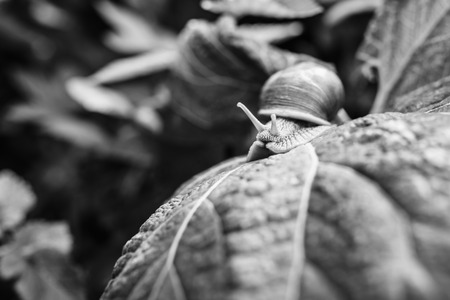Closeup shot of the little snail in the grass, black and whiteの写真素材