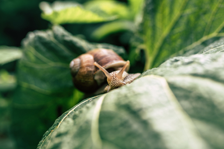 Closeup shot of the little snail in the grassの写真素材