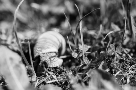 Closeup shot of the little snail in the grass, black and whiteの写真素材