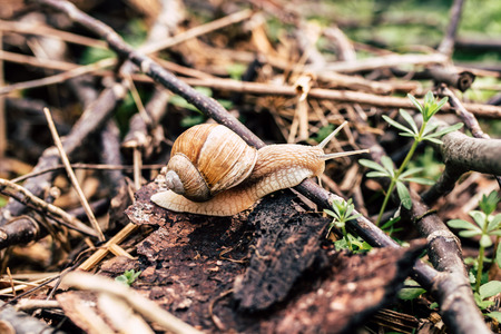 Closeup shot of the little snail in the grassの写真素材