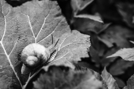 Closeup shot of the little snail in the grass, black and whiteの写真素材