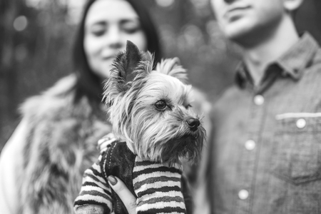 Pretty couple with little yorkshire terrier walking in the forestの写真素材