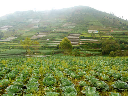 Agriculture in Indonesiaの写真素材