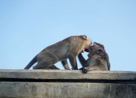 Interaction of Two Monkeysの写真素材