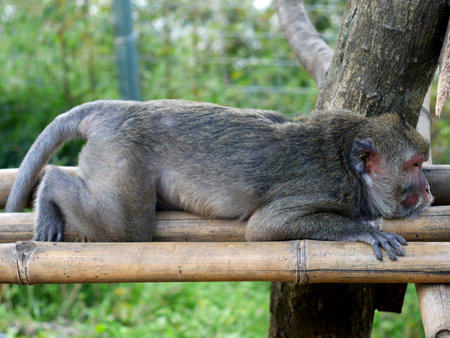 Monkey Relax Pose