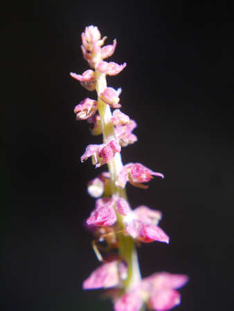 Detail Photo of Flower in the Garden.の写真素材
