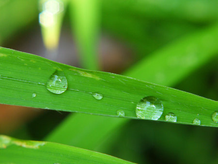 Detail Photo of raindrops on green leaves.