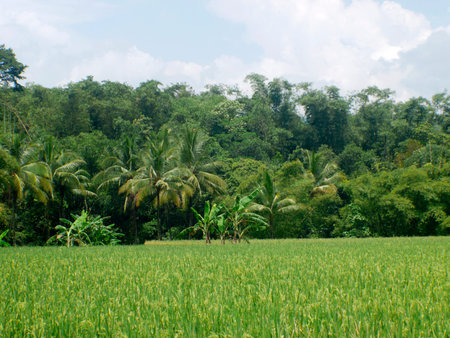 Landscape of green rice growing in the fields.