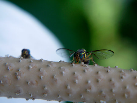 two flies on the flower stalk.