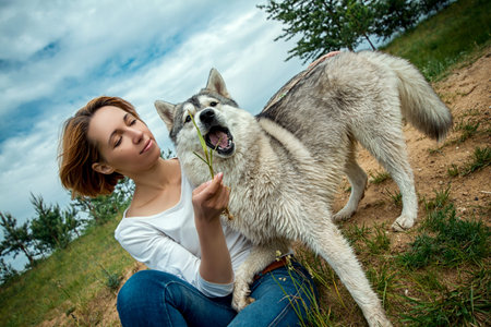 Beautiful girl with a husky breed dog in sunny weather walking outdoors