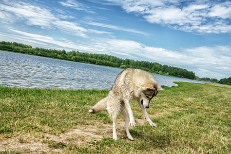 Dog Husky in good sunny weather on nature in summer