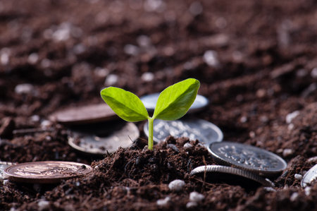 Green sprout growing from seed in organic soil