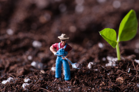 Green sprout growing from seed in organic soilの写真素材