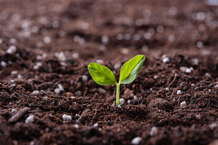 Green sprout growing from seed in organic soilの写真素材