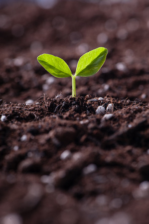 Green sprout growing from seed in organic soilの写真素材