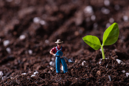 Green sprout growing from seed in organic soilの写真素材