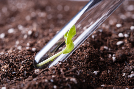 Green sprout growing from seed in organic soilの写真素材