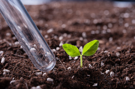 Green sprout growing from seed in organic soilの写真素材
