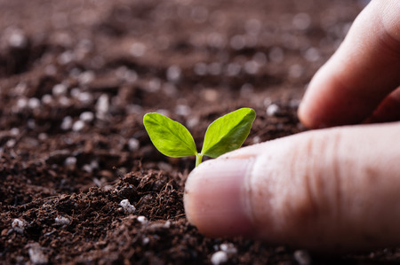 Green sprout growing from seed in organic soilの写真素材