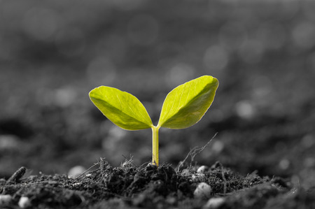 Green sprout growing from seed in organic soilの写真素材