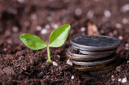 Green sprout growing from seed in organic soilの写真素材