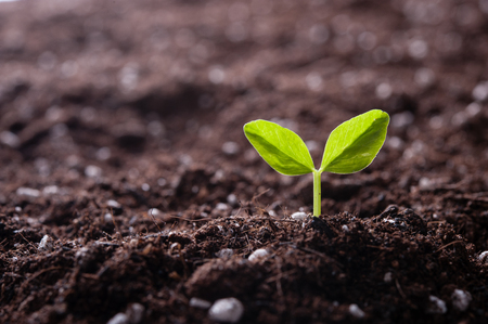 Green sprout growing from seed in organic soilの写真素材